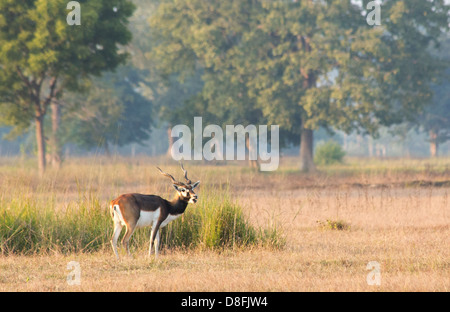 Erwachsene männliche Black Buck Antilopen (magische Cervicapra) im Schutzgebiet Black Buck, Khairapur, in der Nähe von Gulariya, Nepal Stockfoto