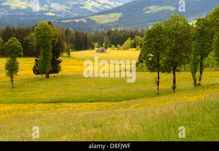 Butterblumen (Löwenzahn) in voller Blüte auf Bergwiesen in Hopfgarten, Tirol, Österreich Stockfoto