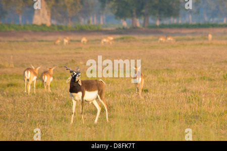 Black Buck Antilopen im Schutzgebiet Black Buck, Khairapur, in der Nähe von Gulariya, Nepal Stockfoto