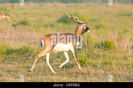 Erwachsene männliche Black Buck Antilopen (magische Cervicapra) im Schutzgebiet Black Buck, Khairapur, in der Nähe von Gulariya, Nepal Stockfoto