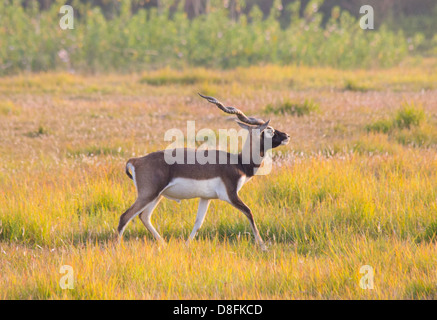 Erwachsene männliche Black Buck Antilopen (magische Cervicapra) im Schutzgebiet Black Buck, Khairapur, in der Nähe von Gulariya, Nepal Stockfoto