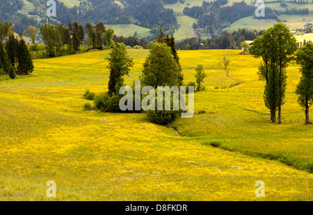 Butterblumen (Löwenzahn) in voller Blüte auf Bergwiesen in Hopfgarten, Tirol, Österreich Stockfoto