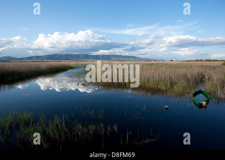 Nationalpark Las Tablas de Daimiel. Stockfoto