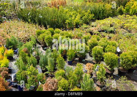 Koniferen und andere Sträucher in einem Gartencenter, England, UK Stockfoto