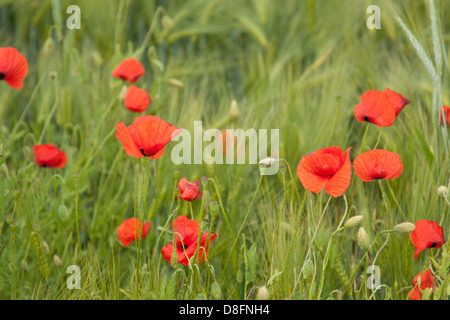 Klatschmohn im Gerstenfeld Stockfoto