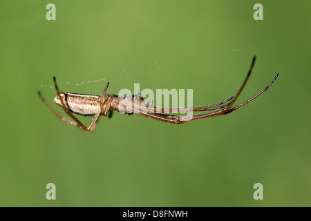 Gemeinsame Strecke-Spinne Tetragnatha extensa Stockfoto