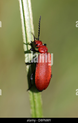 Red-headed Cardinal Beetle Pyrochroa serraticornis Stockfoto