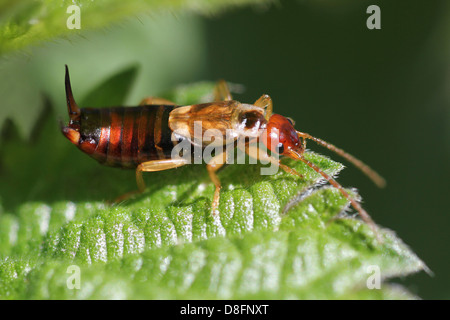 Gemeinsamen Ohrwurm Forficula auricularia Stockfoto