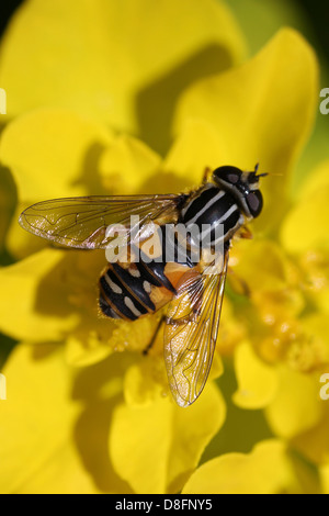 Hoverfly Helophilus pendelnden Stockfoto