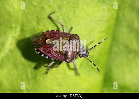 Übergeordneten Bug Elasmucha grisea Stockfoto