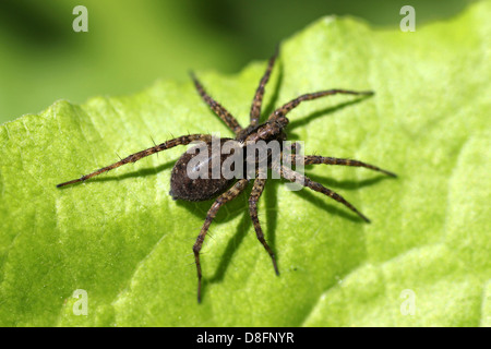 Wolfspinne-Pardosa-sp. Stockfoto