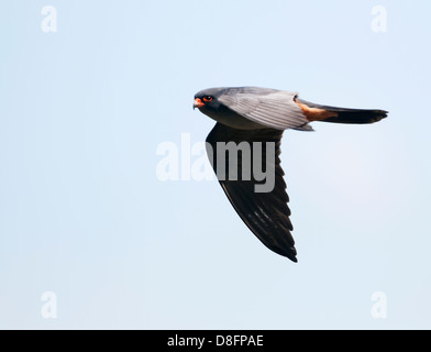 Männliche Red Footed Falcon (Falco Vespertinus) im Flug Stockfoto