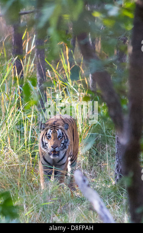 Royal Bengal Tiger (Panthera Tigris Tigris) in Sal Wald, Bardia Nationalpark, Nepal Stockfoto