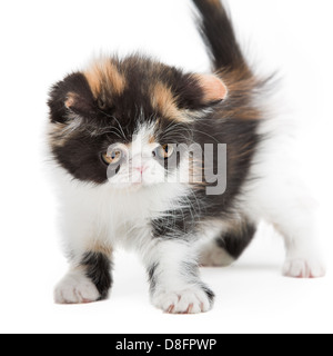 Perserkatze Schildpatt Stockfoto