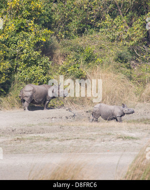 Erwachsenen und Jugendlichen größere einen gehörnten Nashorn, Rhinoceros Unicornis, Bardia Nationalpark, Nepal Stockfoto
