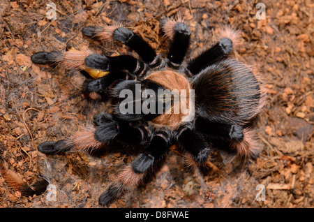 schöne subadulte weibliche mexikanischen True Red Leg Vogelspinne (Brachypelma Emilia) Essen Stockfoto