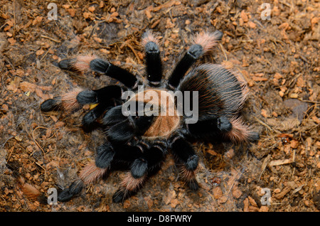 schöne subadulte weibliche mexikanischen True Red Leg Vogelspinne (Brachypelma Emilia) Essen Stockfoto