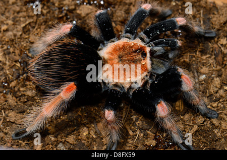 schöne subadulte weibliche mexikanischen Fireleg Vogelspinne (Brachypelma Boehmei) Essen Stockfoto