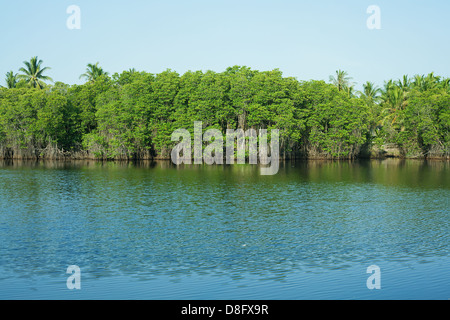 Mangrovenwald in Thailand Stockfoto