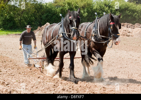 Paar von Shire Horses am Pflügen Wettbewerb Stockfoto