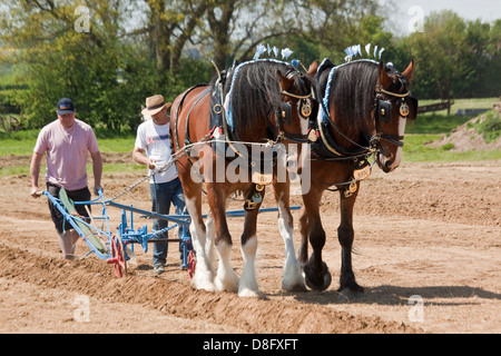 Paar von Shire Horses am Pflügen Wettbewerb Stockfoto