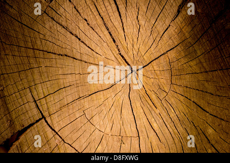 Generische Holz und Textur in einem Waldgebiet von Sussex, UK Stockfoto