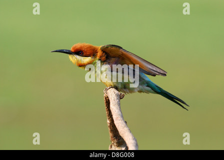 schöne Kastanie leitete Biene-Esser (Merops Leschenaulti) possing Stockfoto