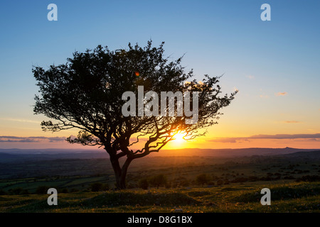 Silhouette-Baum auf Dartmoor bei Sonnenuntergang. Devon. UK Stockfoto