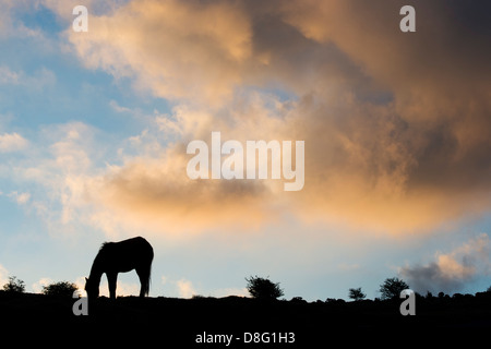 Dartmoor Pony / Pferd Silhouette Weiden vor Gewitterwolken bei Sonnenaufgang. Dartmoor Nationalpark, Devon, England Stockfoto