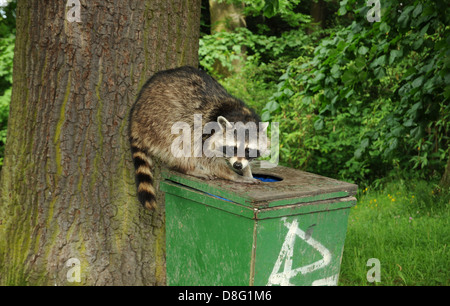 Waschbären, die auf der Suche nach Nahrung Stockfoto