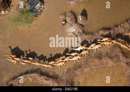 Luftaufnahme von Kamelen (Camelus Dromedarius) in ihren Ställen. Nord-Kenia Stockfoto