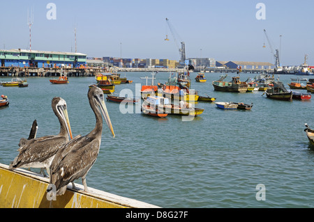 Pelikane Stockfoto