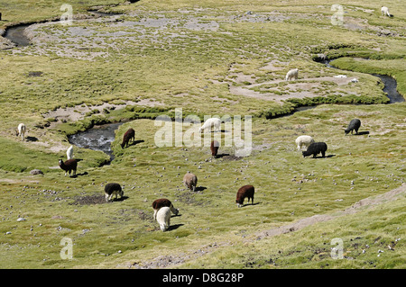 Lamas Weiden Stockfoto