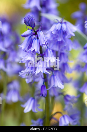 Spanische Glockenblumen Hyacinthoides Hispanica hautnah Stockfoto