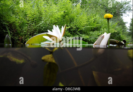 Seerose Stockfoto