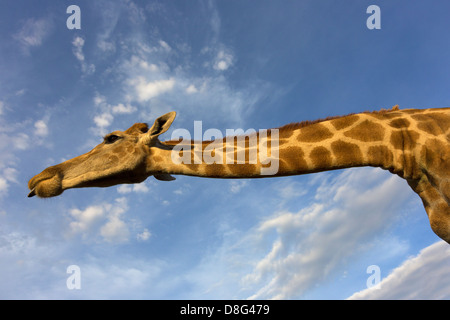 Blick von unterhalb einer südlichen Giraffe (Giraffa Giraffe Giraffa). Südafrika Stockfoto