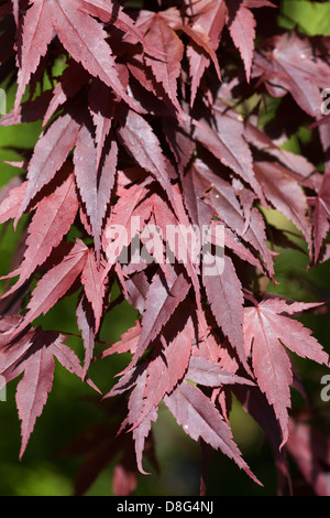 Farbige Blätter von einem japanischen Ahorn Close Up Stockfoto