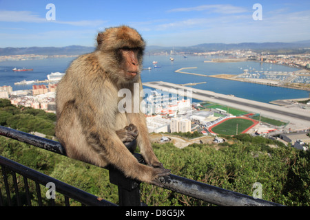 Gibraltar Barbary Affe Stockfoto