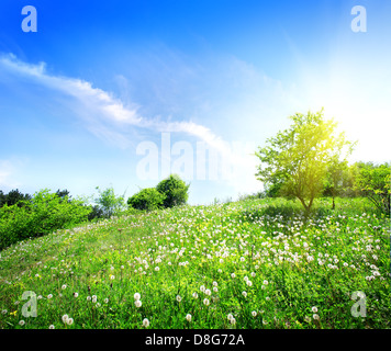 Löwenzahn auf der grünen Wiese in der Sonne Stockfoto