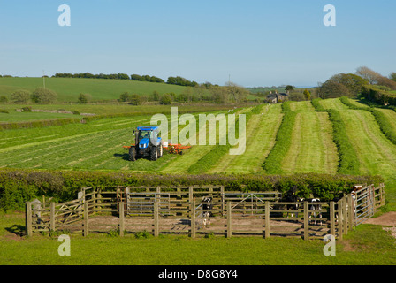 Traktor drehen Heu in einem Feld in der Nähe von Ulverston, South Lakeland, Cumbria, England UK Stockfoto