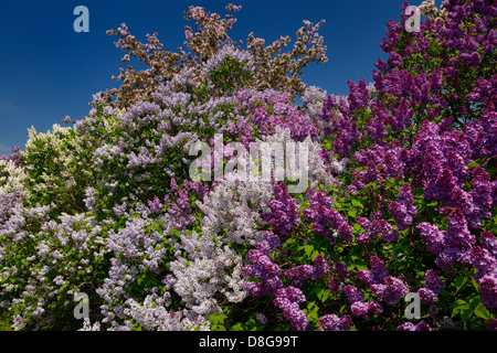 Aufstand der lila und weißen Blüten von gemeinsamen lila Büschen und rosa Crabapple Bäume im Frühling Ontario Stockfoto