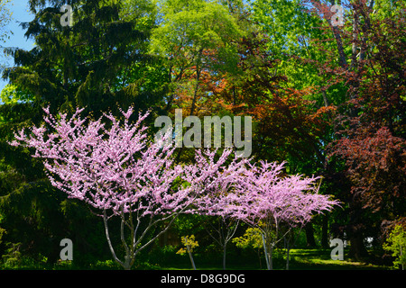 Rosa Blüten der östlichen Redbud Bäume im Frühjahr an Brückner Rhododendron Garten Toronto Stockfoto