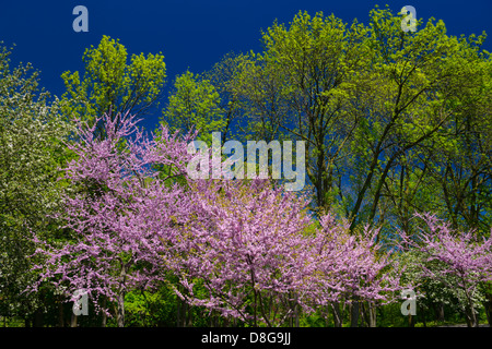 Neue Blätter im Frühjahr mit rosa Blüten der östlichen Redbud Bäume an Brückner Rhododendron-Gärten-Toronto Stockfoto