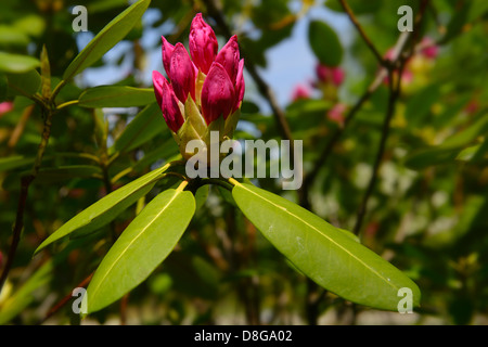 Nahaufnahme eines aufstrebenden rosa Blüten auf eine immergrüne Rhododendron-Busch im Frühjahr Toronto Stockfoto