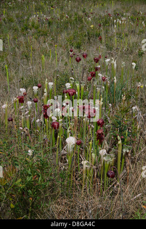 Fleischfressende weiß-Spitze Kannenpflanzen in voller Blüte, Versickerung Moor, Sarracenia Leucophylla Florida USA Stockfoto