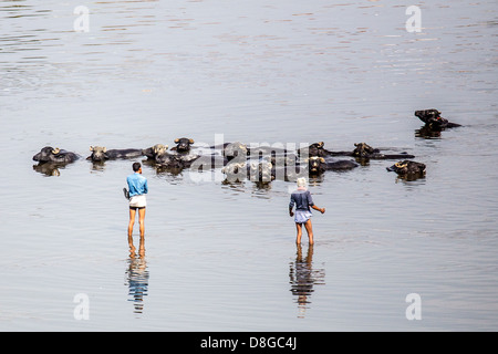 Wasserbüffel, die Abkühlung im Fluss Yamuna in Agra Stockfoto