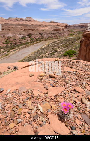 Blühender Kaktus mit Angelhaken über Dirty Devil River im südlichen Utah. Stockfoto