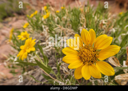 Maultier Ohren in voller Blüte, Robbers Roost Canyon in Utah. Stockfoto