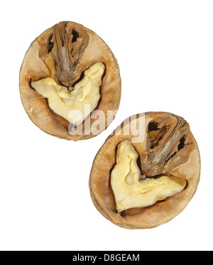 Split-Nussbaum Stockfoto