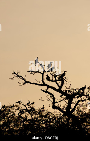 Herrliche Frigatebirds (Fregata magnificens) Unterschlupf in Ästen zu bekommen, während Tagfahrleuchten abfallen Stockfoto